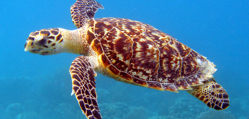 Turtle Image of a turtle